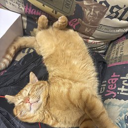 ���� ���������, ������, 42 ���� - ��������� 16 ����� 2026