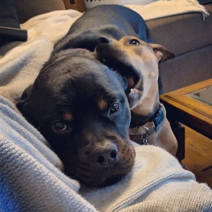 Ох уже эти младшие сестры