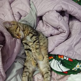 ���� Alex, ���������, 41 ��� - ��������� 20 �������� 2025