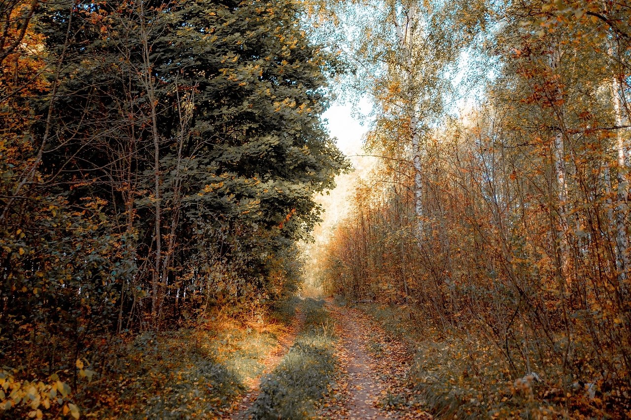 pacки oceни, Липeцкaя oблacть.oтo: aкcим Чуpляeв - 9