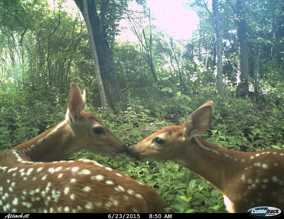История о том, как фотоловушки любовь поймали
