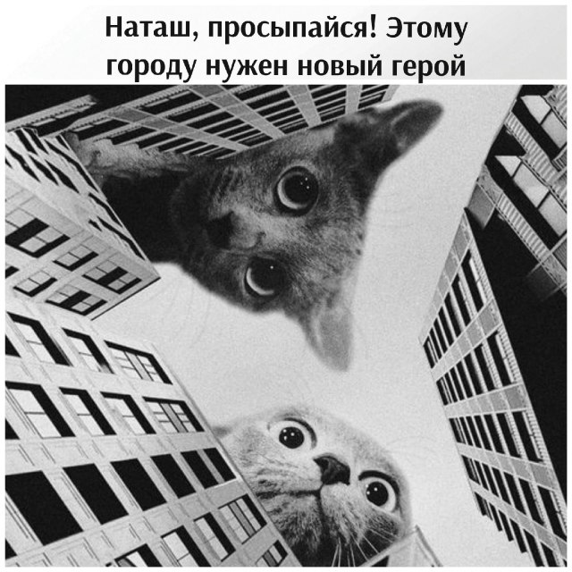 Без кота и жизнь не та - 27 октября 2025 в 04:22