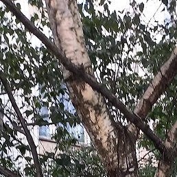 ������, �������, 50 ���