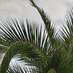 ������, ������ ��������, 65 ���