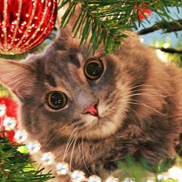 ����, ������, 41 ���