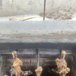 Amerika, �������, 34 ����