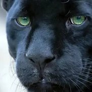 �������, 38 ���, �����-���������