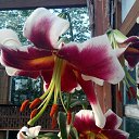 ���� ��������, ������ ��������, 42 ���� - ��������� 16 ���� 2024 � ������ �������