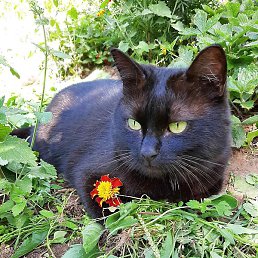 ��������, ������, 70 ���