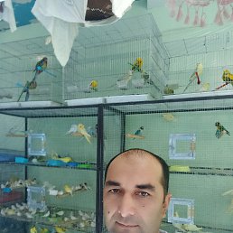 , 40,  