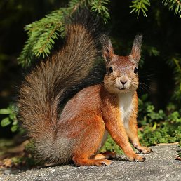 �����, ������, 32 ����