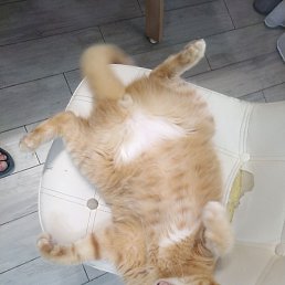 ������ ���������, �����, 52 ����