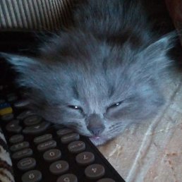 �����, ������, 45 ���