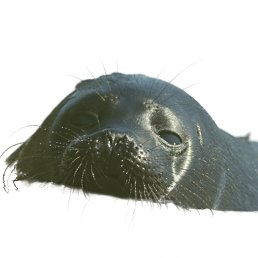 ���� ������� ������ ������� I ������������ �����, ������, 24 ���� - ��������� 3 ������� 2025