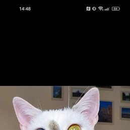 �����, ������, 46 ���