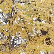 �������, 45 ���, ������