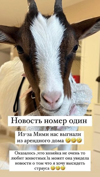Оксану Самойлову и Джигана выгнали из съемного дома из-за козы.Коза в доме ходит в памперсах, но ...