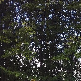 �����, ����������, 49 ���