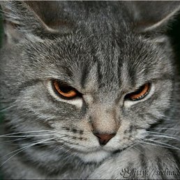 �����, ������ �����, 34 ����