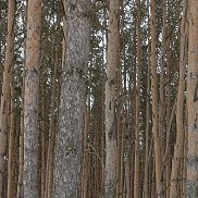 �����, 44 ����, ������