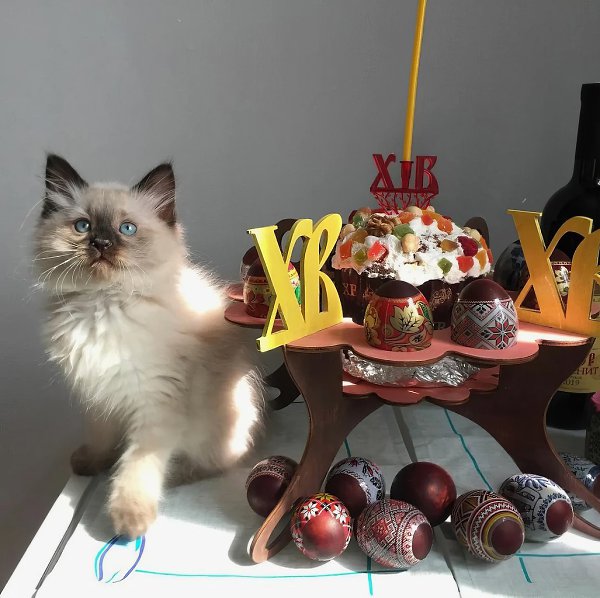 В каждом доме на Пасху должен быть кулич… и один пушистый главный! - 3