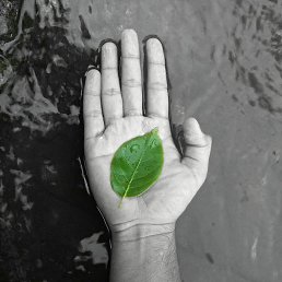 ����, ������, 81 ���