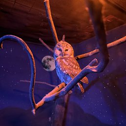 ������, ���������, 19 ���