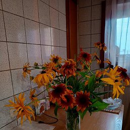 �����, �����������, 68 ���