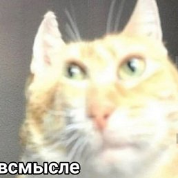 ���� ����, ������, 33 ���� - ��������� 20 ������ 2024