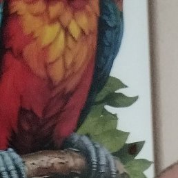 �������, �����, 41 ���