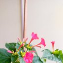 ���� Henryk, ���������, 105 ��� - ��������� 25 ���� 2025