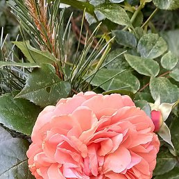 �����, �����������, 55 ���