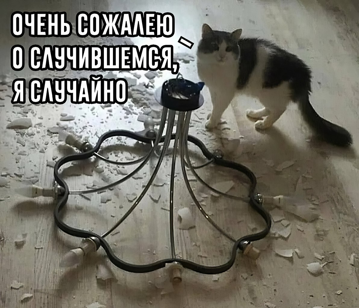 Хотя ты простой кабель слушать. Коты вредители. Кот разбил светильник. Сожалею о случившемся. Кот сожалеет.