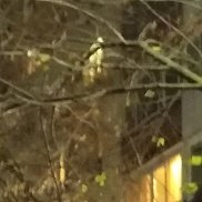 �����, 36 ���, �������