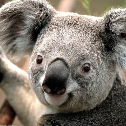 ������, ��������, 33 ����