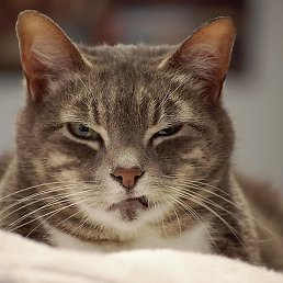 ��������, �������, 40 ���