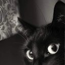 ���� Almond, ���������� - ��������� 31 ���� 2025 � ������ �Almond Moon Dial�