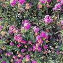 ���� Nata, �����, 60 ��� - ��������� 10 ������ 2026