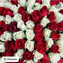 ���� ����, ��������, 40 ��� - ��������� 11 ������ 2025