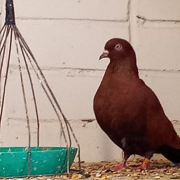 Thefoxes, ������, 60 ���