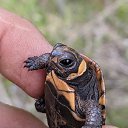 �������� �������� (Glyptemys muhlenbergii), ��������� ������������ ������������ �������. ������� �� ������� � � ������ ������������� �����-�������� ������� �� ������-������� ���.

��������� �� ����� ������������.

����� ������ ��� ������� � �������� �������: ��� �������� ������ ��������� ����� 110 �, � ����� ������� � 9,4 ��.

����������: ����� ��� � ���� �������. �� ������� ������������� ������� ��� �����