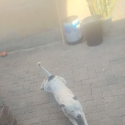 ���� Hlatshwayo, ������������, 31 ��� - ��������� 6 ��� 2026