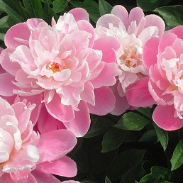 ���� Yana, ������ - ��������� 18 ��� 2025