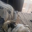 ���� ��������, �����, 41 ��� - ��������� 18 ������ 2026 � ������ ���� ����������