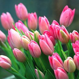 �������, ����