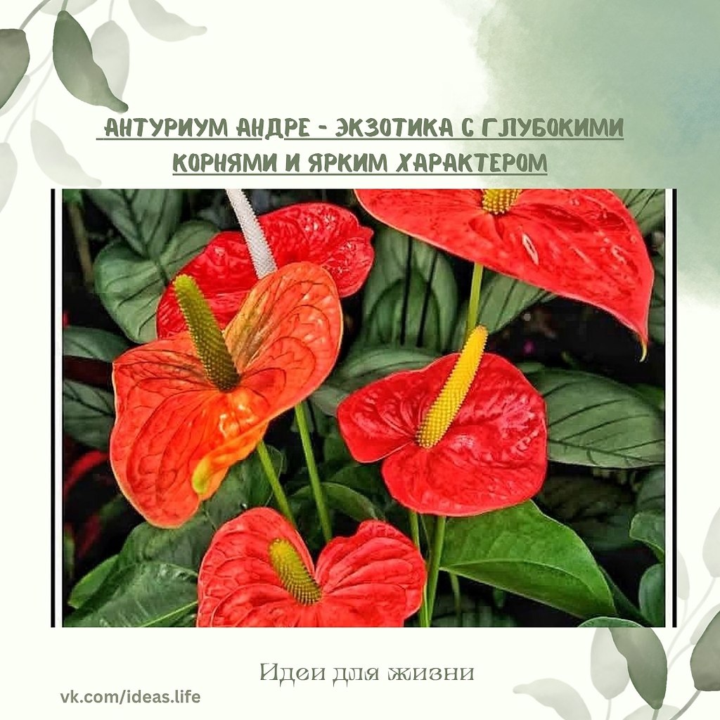 Антуриум Андре (Anthurium andreanum) — эффектное многолетнее травянистое растение, родом из влажных ...