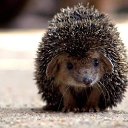 ���� �����, ���������, 65 ��� - ��������� 26 ���� 2025 � ������ ������ ��������