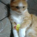 ���� ����, �������, 66 ��� - ��������� 16 ������� 2025