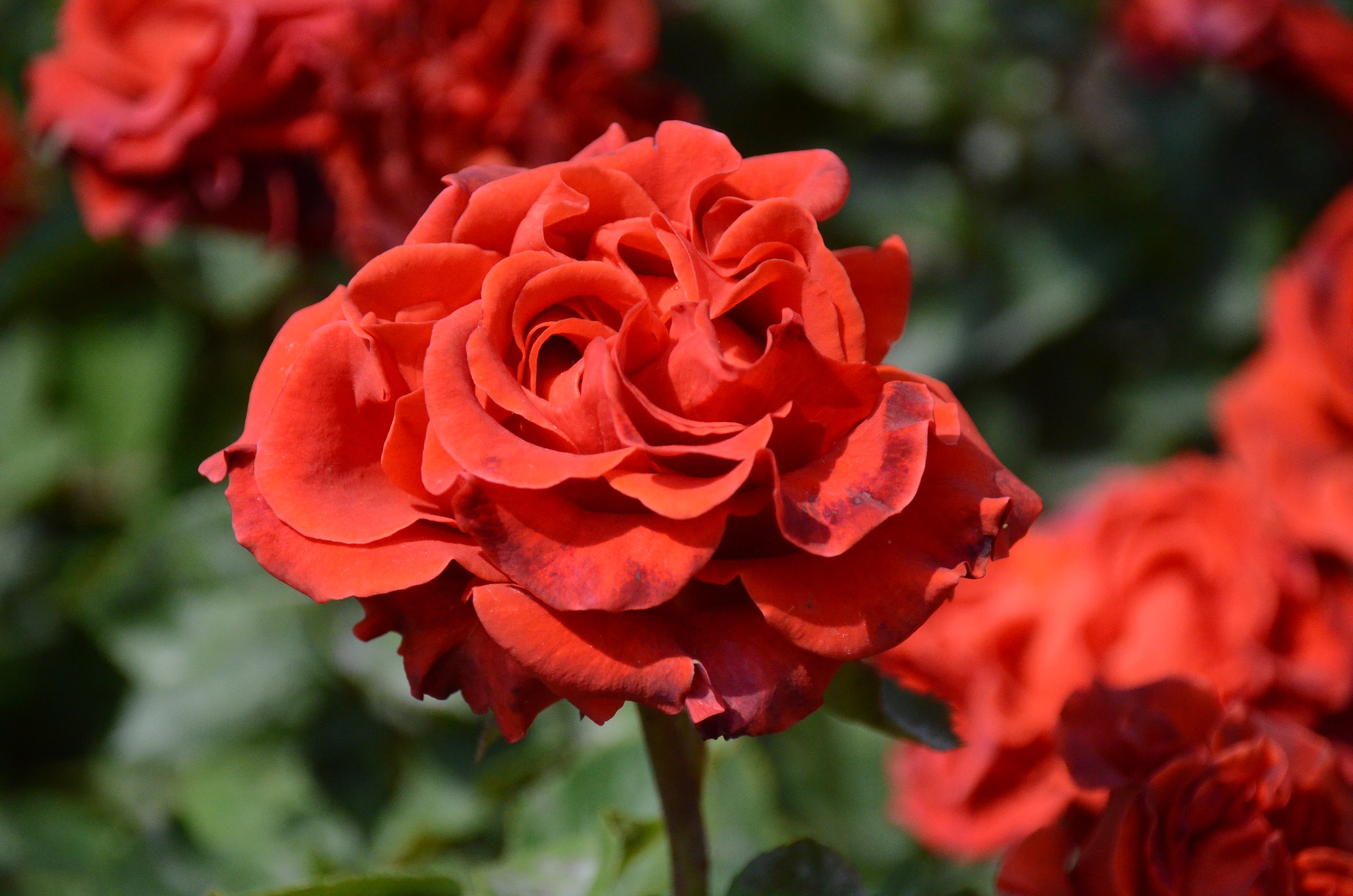 Aleksandr Voznii - 4  2025  14:40 - 2