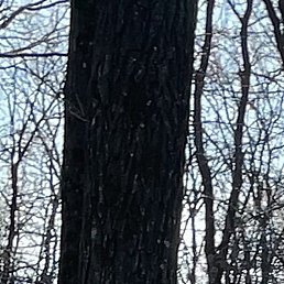 ��������, ������������, 63 ����